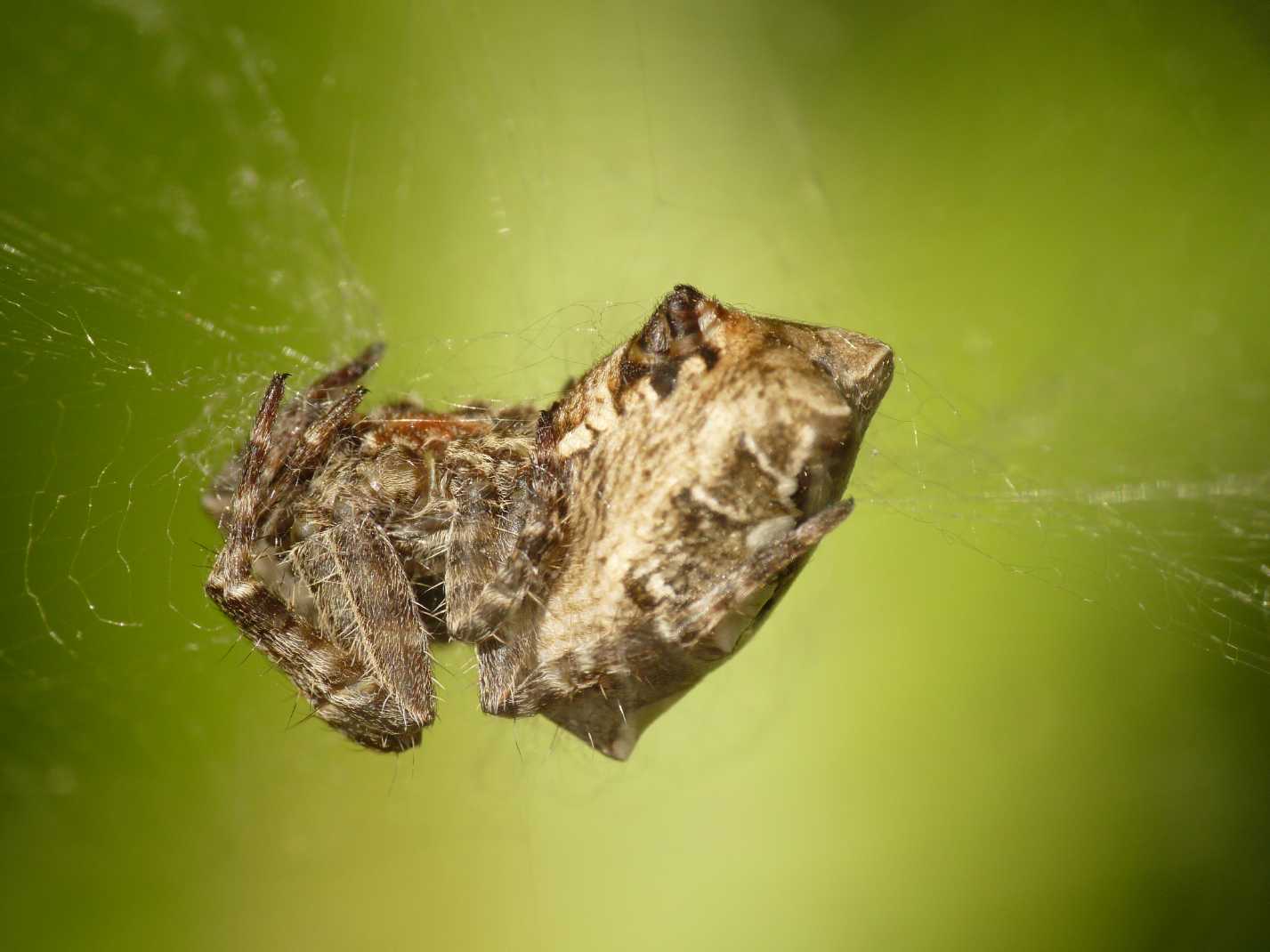 Cyrtophora citricola